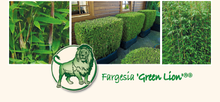 Fargesia Green Lion topiary bamboo