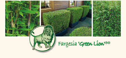 Fargesia Green Lion Formschnittbambus