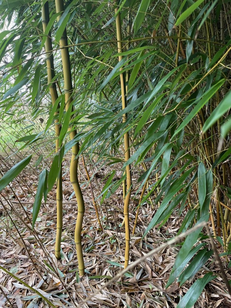 kriechende Bambusarten breiten sich großräumig aus.