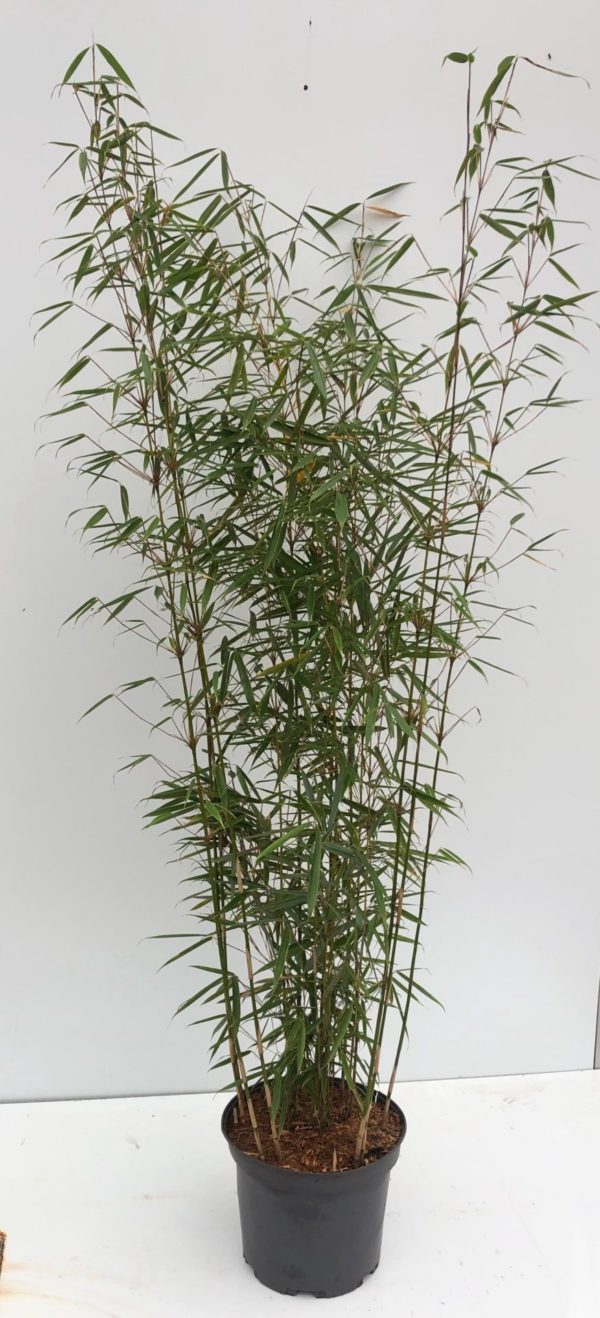 Fargesia robusta Campbell 10L-Topf 100/125 cm