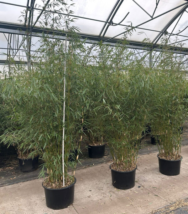 Fargesia robusta Campbell 40Liter-Topf 200/250cm Halmlänge