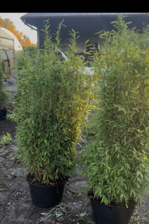 Fargesia nitida Volcano 20 Liter-Variante