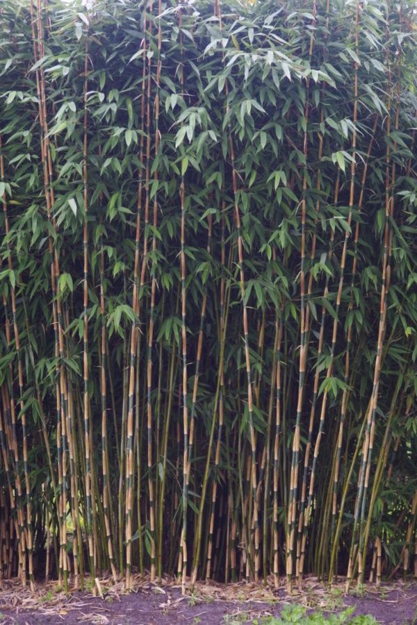 Große Elephant Talk Bambuspflanze