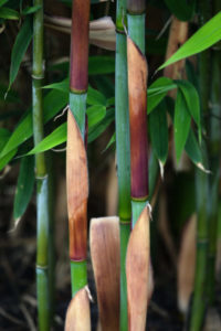 Detailaufnahme eines Halmes des Dogon Dreams Bambus