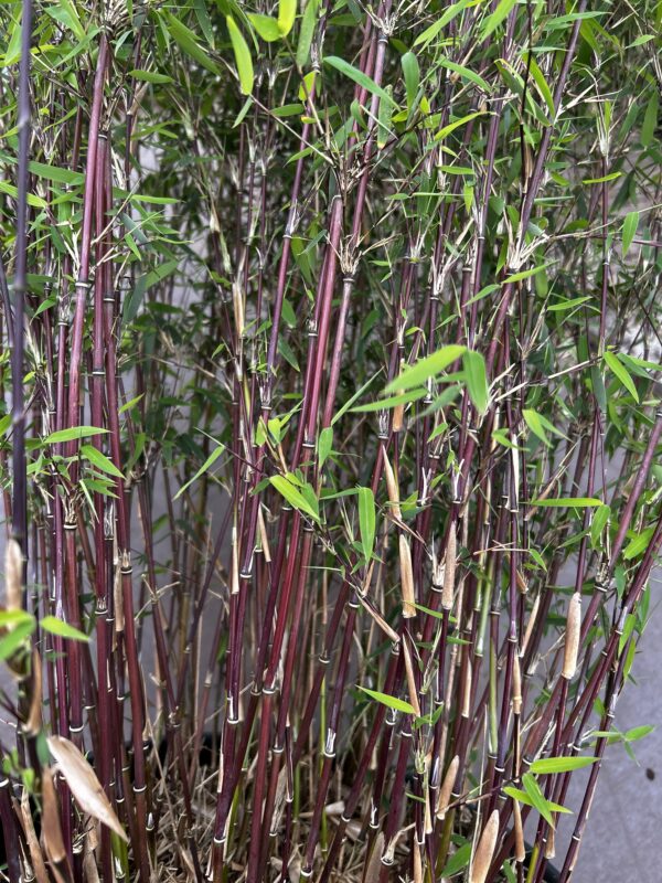 Bambus Fargesia Jiuzhaigou Bonfire ®-S- rote Halme