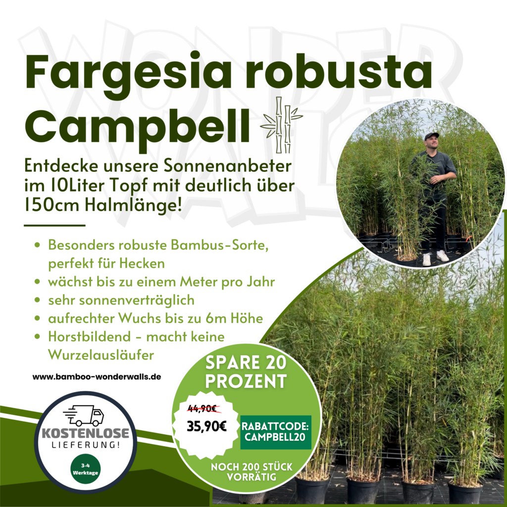 Angebot Fargesia Robusta Campbell Bambus 10 Liter Topf 125/150/+cm Halmlänge